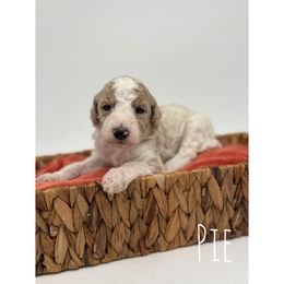 Pie - Parti female Goldendoodle puppy in Smithfield, Kentucky from KBK9 Kennels
