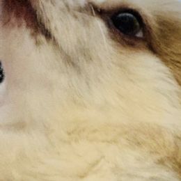 Pomeranians from Lynnea Kartchner