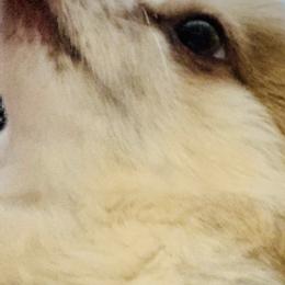 Pomeranians from Lynnea Kartchner