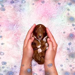Espresso - Red  male Poodle puppy in Kissimmee, Florida from Poodle Doodle Kennels