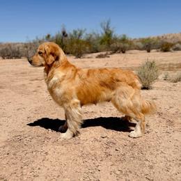 Waze - Golden Retriever