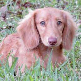 Honey - Dachshund