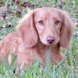 Honey - Dachshund