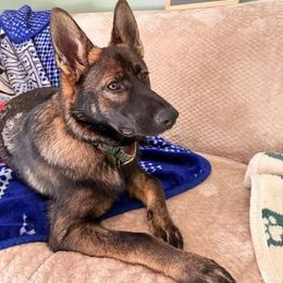 German Shepherd and Golden Retriever Puppies from Lace's High Flying German Shepherds And Golden Retrievers