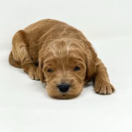 Nani - Red  female Goldendoodle puppy in Davison, Michigan from Dreaming Doodles