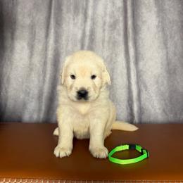 Female Pick 1 - Light golden female Golden Retriever puppy in Piedmont, South Carolina from The Farm at Saluda Ridge
