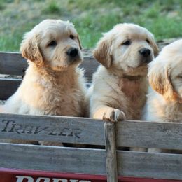 Golden Retrievers from Bliss Retrievers