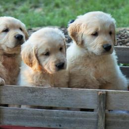 Golden Retrievers from Bliss Retrievers