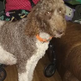 Junie - Poodle