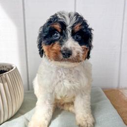 Conrad - Black tri-color male Aussiedoodle puppy in Omro, Wisconsin from Crystal Ridge Doodles