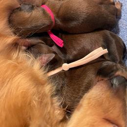 Light pink - Red female Dachshund puppy in Federal Way, Washington from TopTeckel Kennels