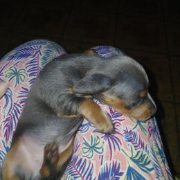 Dachshund Puppies from TLC Dachshund