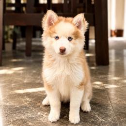 Aurelia - Red and white female Pomsky puppy in Lincoln, Nebraska from Blue Heaven Pomsky
