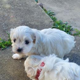 Noah - White male Maltese puppy in Chambersburg, Pennsylvania from Vazquez Maltese