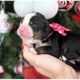 Daffney - Tri-color female Bernese Mountain Dog puppy in Yuciapa, California from AlltheDoodlez_