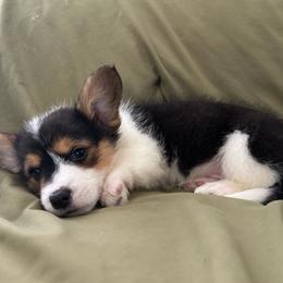 Female 1 - Black and tan female Pembroke Welsh Corgi puppy in Watauga, Texas from Syds Cities Corgis