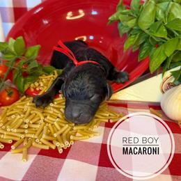 Macaroni - Black male Goldendoodle puppy in Harrisburg, Oregon from Dolly’s Doods
