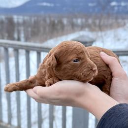 Golden Girl 2 - Red female Bernedoodle puppy in Anchorage, Alaska from Cascade Country Doodles