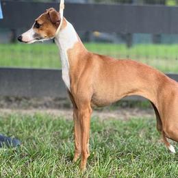 Desi - Italian Greyhound