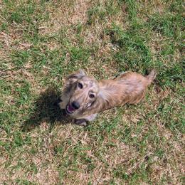 Royal - Dachshund