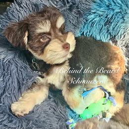 Miniature Schnauzer and Schnoodle Puppies from Behind the Beard Schnauzers