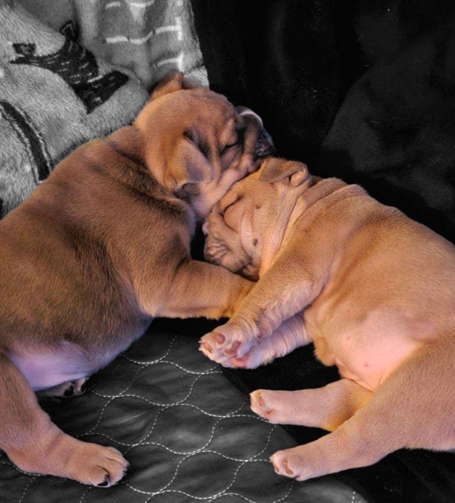 "Carnage x Paczki Summer 2023 litter" Bulldog Puppies from Illinois Bullies Kennel