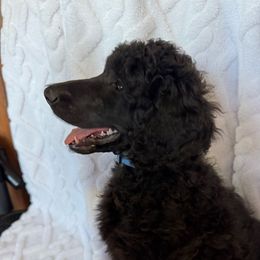 Blue boy - Black male Poodle puppy in Breckenridge, Texas from Cates Standard Poodles