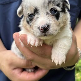 American Corgi and Pembroke Welsh Corgi Puppies from Grassy Lake Corgis