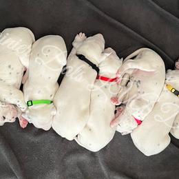 Dalmatian Puppies from Rainier DALS LUA Dalmatians