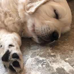 Golden Retriever Puppies from West Coast Cream Goldens