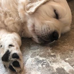 Golden Retriever Puppies from West Coast Cream Goldens