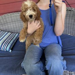 Blue collar - Red  male Goldendoodle puppy in Lake Butler, Florida from Providence Ranches