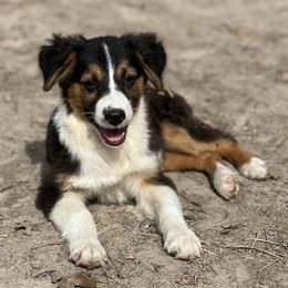 Australian Cattle Dogs, Australian Shepherds, Companion Crosses, and Miniature Australian Shepherds from MK Aussies