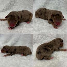 Red Merle male - Red merle male Toy Australian Shepherd puppy in Brooker, Florida from Honey, I Shrunk the Aussies