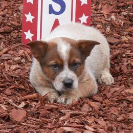 Baron von Steuben - Red mottled male Australian Cattle Dog puppy in Buffalo Valley, Tennessee from Buffalo Valley Breeders