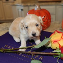 Tiara - Red female Havanese puppy in Hamptonville, North Carolina from Alabama Havanese Kennel