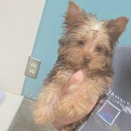Mocha - Chocolate, tan and white female Yorkshire Terrier puppy in Lakeland, Florida from You Me & The Yorkies