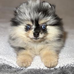 Pomeranian Puppies from Summer Set Poms