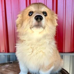 Orange Collar Boy Jingle - Red male Pembroke Welsh Corgi puppy in Paris, Kentucky from Flat Run Corgis