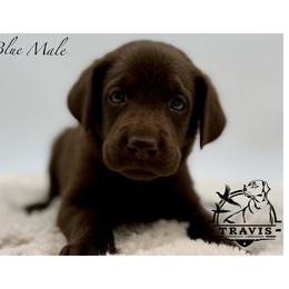 Blue - Chocolate male Labrador Retriever puppy in San Diego County, California from Travis’ Chocolate Labradors