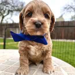 Lotus - Golden male Cockapoo puppy in Roseville, California from Darby Park Doodles