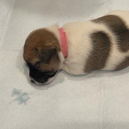 Golden Retriever and Jack Russell Terrier Puppies from Shelby Burleson's Golden Retrievers and Jack Russell Terriers