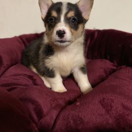 American Corgi and Pembroke Welsh Corgi Puppies from Clover Meadows Farm Corgis