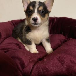 American Corgi and Pembroke Welsh Corgi Puppies from Clover Meadows Farm Corgis