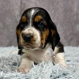 Blue  collar - Black white and brown male Basset Hound puppy in Dingess, West Virginia from Tuckers' Howling Hounds