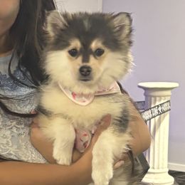 Chloe - Pomsky