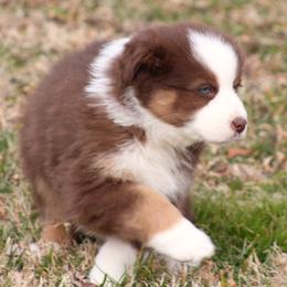 Shelby  red tri girl with blue eyes   just adorable - Red tri-color female Australian Shepherd puppy in Cookeville, Tennessee from Spring Creek Aussies