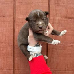 Blue - Red and white male Siberian Husky puppy in Jonesborough, Tennessee from Dry Creek Siberians