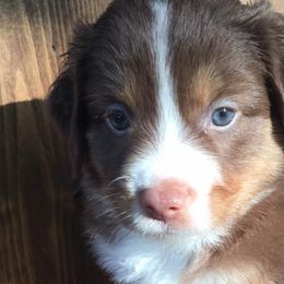 Miniature Australian Shepherds and Toy Australian Shepherds from SK's Toy & Mini Aussies