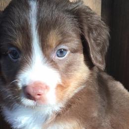 Miniature Australian Shepherds and Toy Australian Shepherds from SK's Toy & Mini Aussies